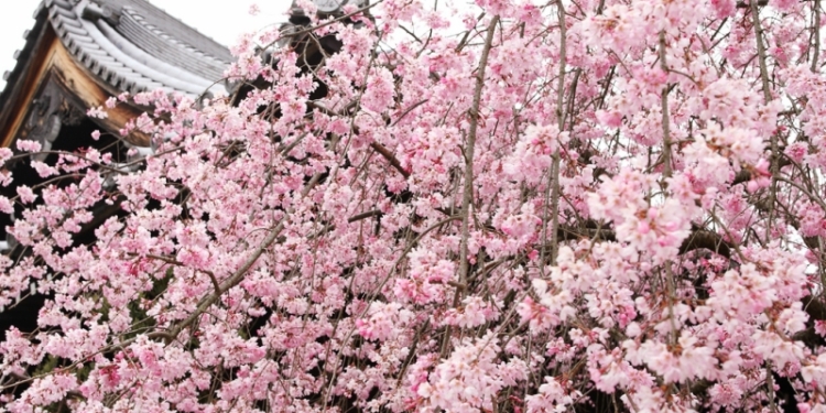 Сакура в цвету. Японцы бросили все и пошли смотреть