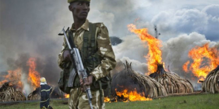 В Кении сжигают 100 тонн слоновой кости