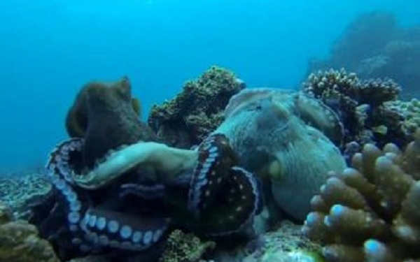 Дайверу повезло снять битву осьминогов