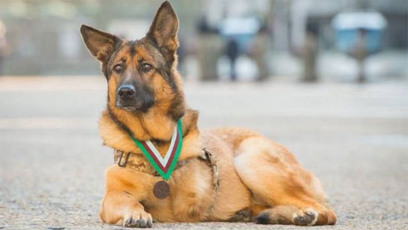 Овчарку-ветерана из американских ВС наградили высшей военной наградой Великобритании для животных 1