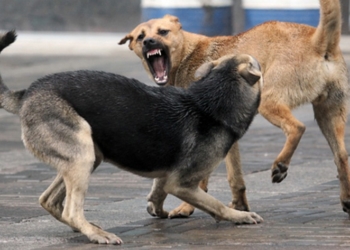 Каждый пятый николаевец подвергался нападению бродячих собак, но горожане хотят, чтобы власть решила эту проблему гуманно