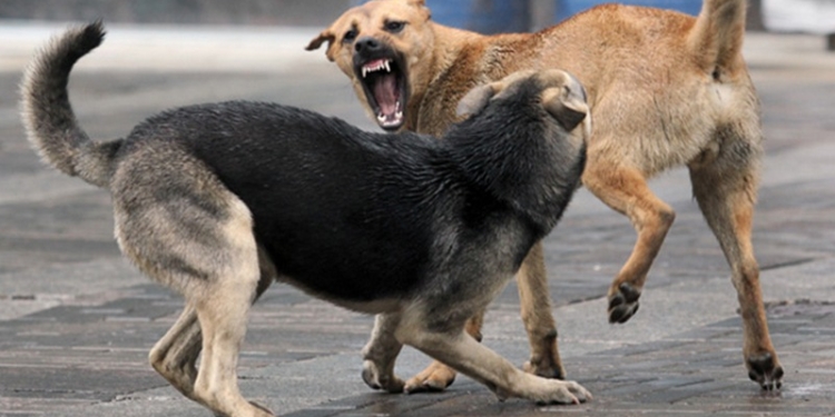 Каждый пятый николаевец подвергался нападению бродячих собак, но горожане хотят, чтобы власть решила эту проблему гуманно