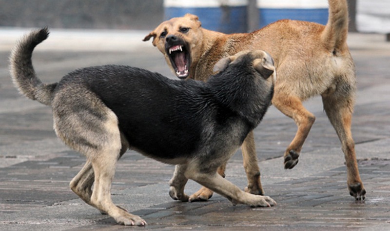 Каждый пятый николаевец подвергался нападению бродячих собак, но горожане хотят, чтобы власть решила эту проблему гуманно 1