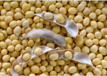 Полиция совместно с ВОХРом станции «Николаев» задержали мужчин, «разгружавших» вагон с соей