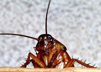 Пациент отсудил у частной больницы $17 тысяч компенсации за проглоченную тараканью ногу