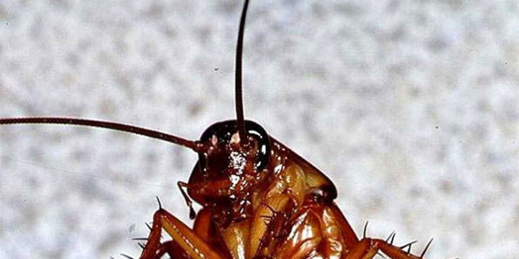 Пациент отсудил у частной больницы $17 тысяч компенсации за проглоченную тараканью ногу