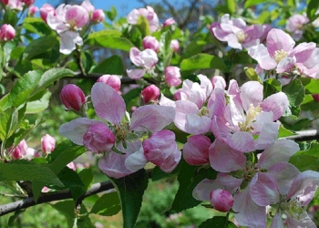 Кульбида обещает аномально теплый апрель