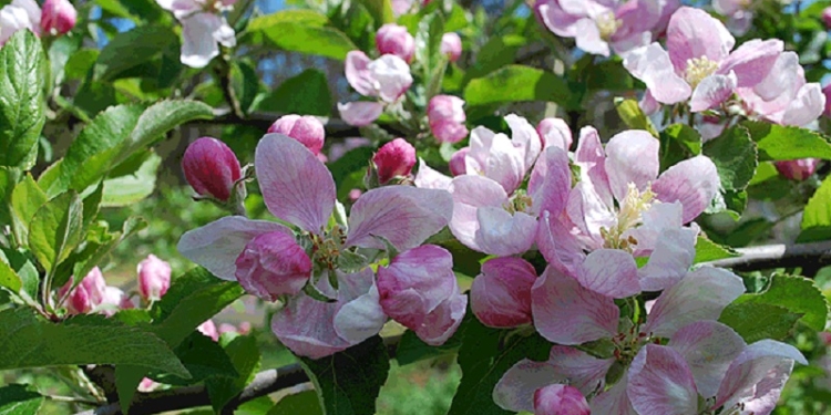 Кульбида обещает аномально теплый апрель