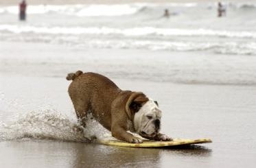 В Англии пес-серфер стал “лицом” Аpple