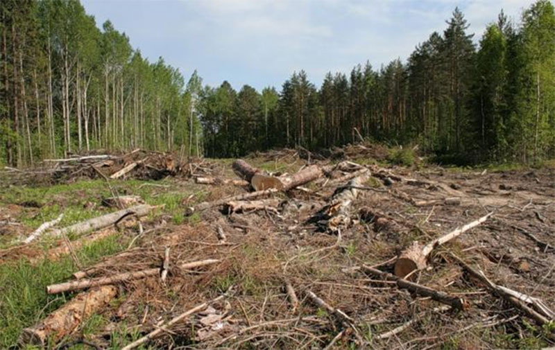 В Украине запретили санитарную вырубку леса. Временно 1
