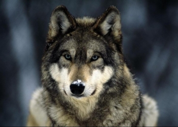 Символично. В Крыму волк выбил ружье из рук охотника