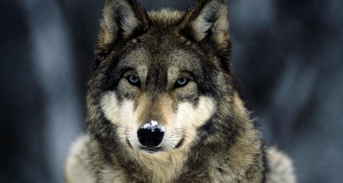 Символично. В Крыму волк выбил ружье из рук охотника