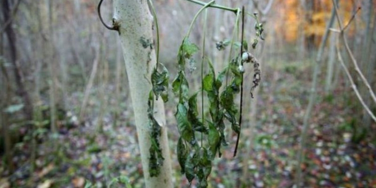 В Арбузинском районе вырубили 41 ясень