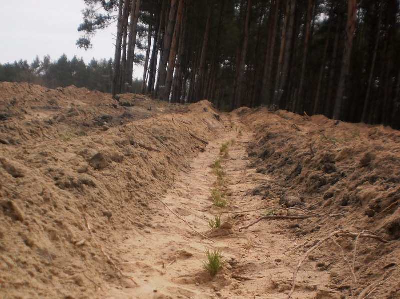 Чтобы росли новые леса вокруг Николаева: в марте лесоводы и неравнодушные граждане залеснили 51 га 6