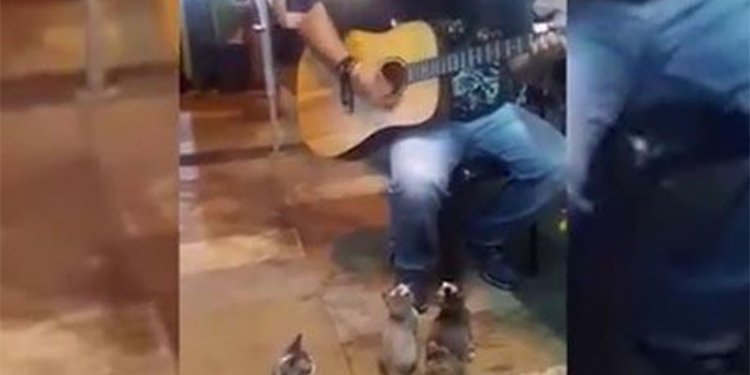 Пушистые меломаны: четыре котенка заслушались игрой уличного музыканта