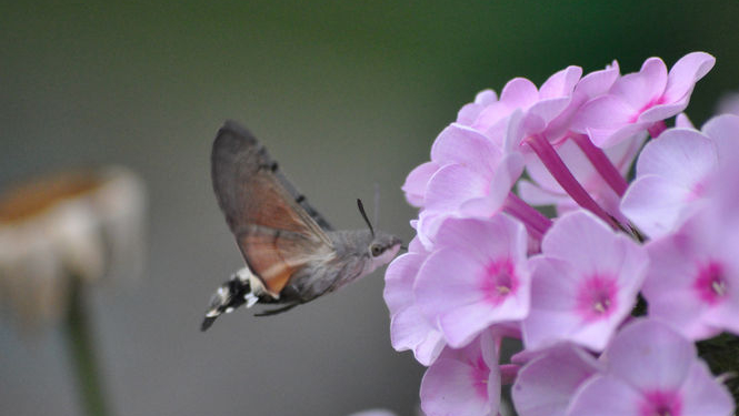 Американские ученые посчитали, сколько видов живых существ обитает на Земле