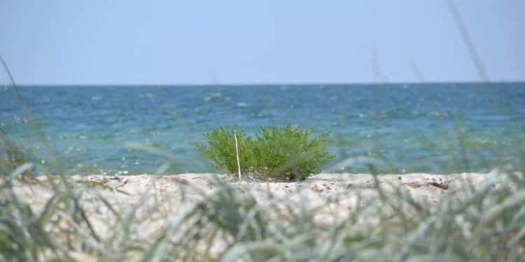 На Кинбурне этим летом будет «Романтика» – Всеукраинский экспериментальный реабилитационный центр для бойцов АТО