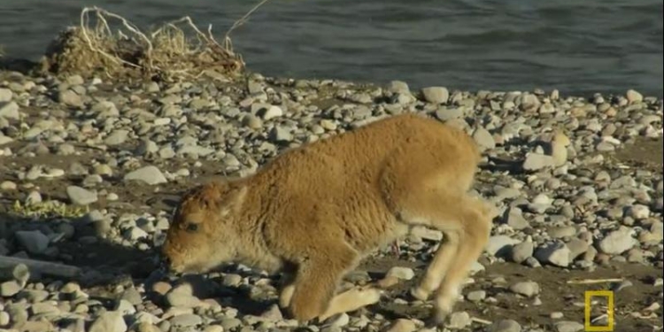 Удивительное видео: малыш-бизон смог победить волка