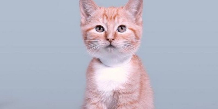 На видео показали самого красивого за 100 лет котика