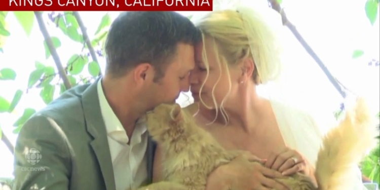 Необычная свадьба канадцев: гостями молодой пары стали более тысячи кошек