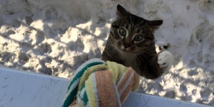 Почти Рапунцель, только в кошачьем обличии