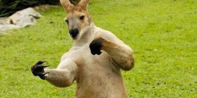 Работник американского зоопарка подрался с кенгуру