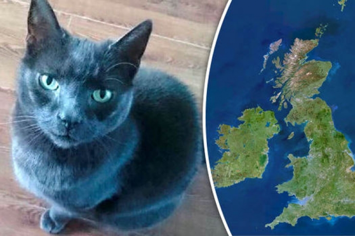 Пропавшую в Британии кошку нашли спустя 9 лет 1