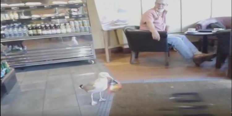 Наглая чайка украла чипсы из магазина