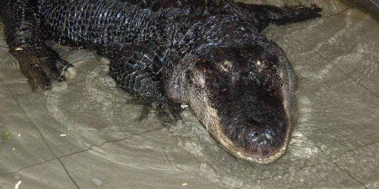 В Николаевском зоопарке – именитый именинник, который «помнит» многое