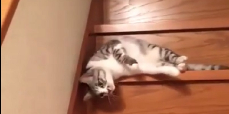 Чувства этого кота знакомы всем – когда вставать не хочется совсем