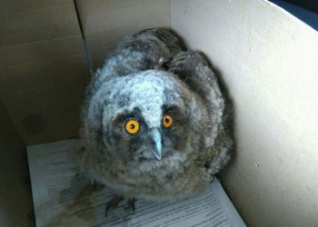 Чтобы спасти совенка, патрульные доставили его в Николаевский зоопарк