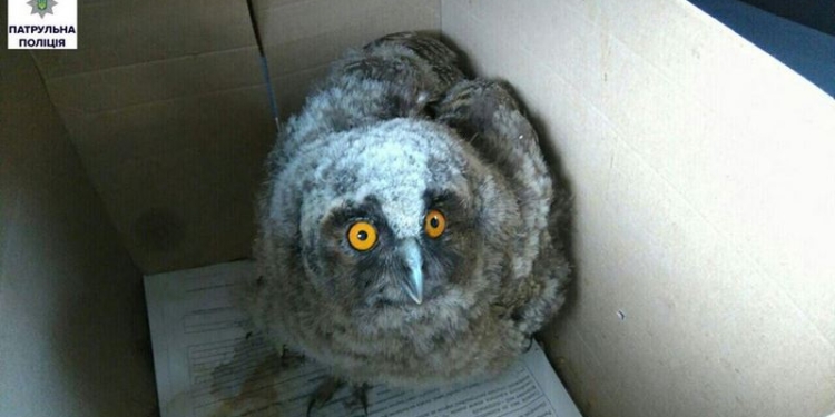 Чтобы спасти совенка, патрульные доставили его в Николаевский зоопарк