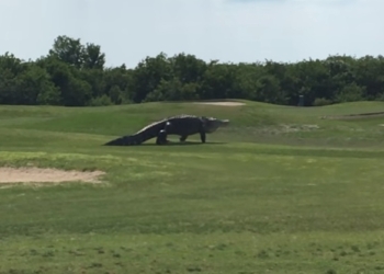 В американской Флориде гигантский аллигатор пришел на поле для гольфа