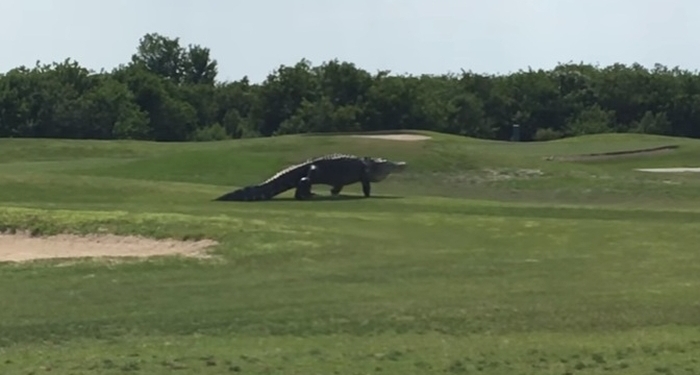 В американской Флориде гигантский аллигатор пришел на поле для гольфа
