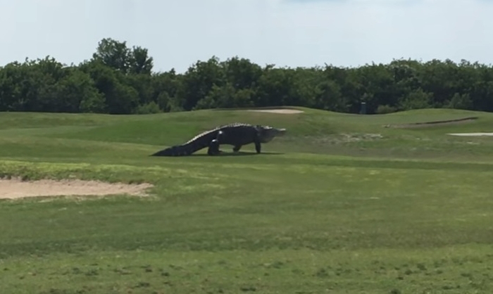 В американской Флориде гигантский аллигатор пришел на поле для гольфа 1