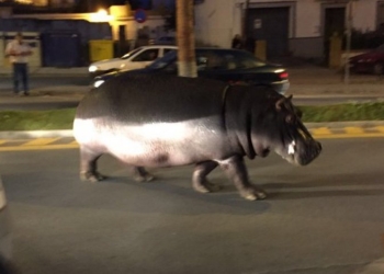 По улицам испанского города разгуливал гиппопотам-беглец – животное сбежало из местного цирка