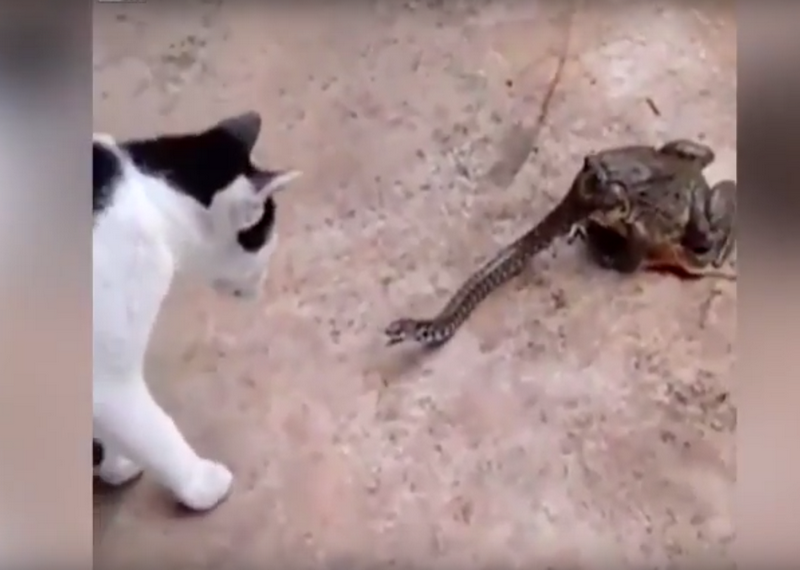 "Сказка о тройке" на тайский лад: видео с кошкой, змеей и жабой стало хитом 1