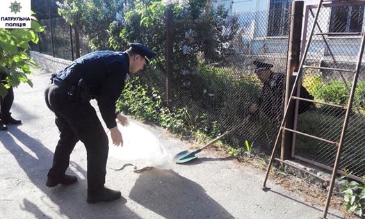 В Николаеве патрульная полиция поймала змею