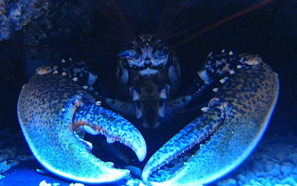 Голубые омары большая редкость. В Канаде двух поймали, одного отпустили