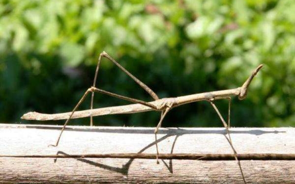 Самое длинное насекомое найдено в Китае