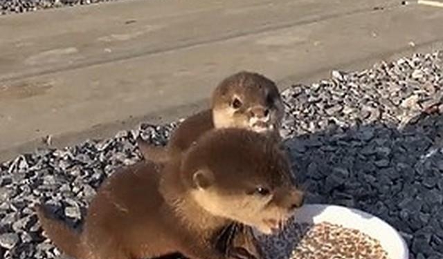 Поющие выдры поют не от радости, а от обиды?