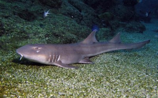 Ученые посмотрели на мир “глазами” акулы