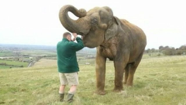 И у слонов болят зубы. В Англии для слонихи позвали “человеческого” стоматолога