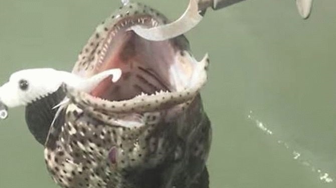 И такое бывает. Рыбак обнаружил смертоносный сюрприз в пасти пойманной им рыбы