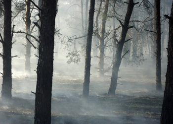 Традиционные «первомайские» пожары на Николаевщине: горела хвойная подстилка и сухая трава на площади 15 тыс.кв.м