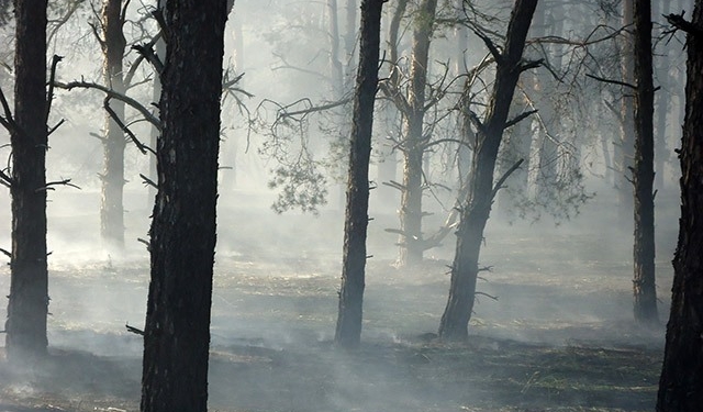 Традиционные «первомайские» пожары на Николаевщине: горела хвойная подстилка и сухая трава на площади 15 тыс.кв.м