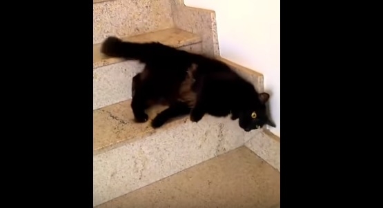 “Стекающий по ступеням”. Суперпластичного кота назвали “жидким”