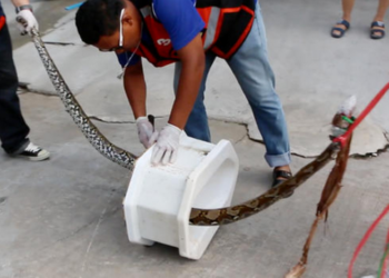 Воплощение мужских кошмаров: питон забрался в унитаз и оттуда укусил мужчину за пенис