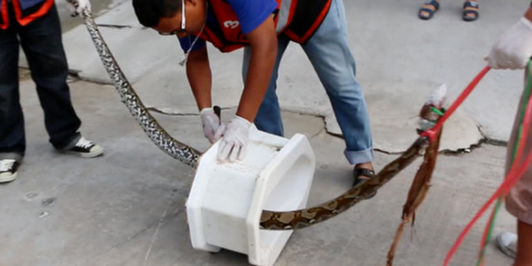 Воплощение мужских кошмаров: питон забрался в унитаз и оттуда укусил мужчину за пенис