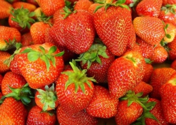 В США разработано покрытие, позволяющее хранить продукты без заморозки